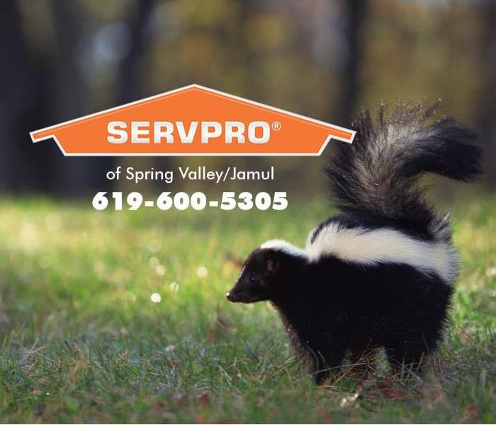 A striped skunk is shown. 