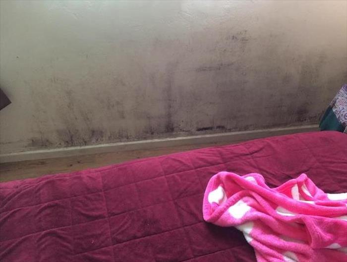Mold growth on wall 