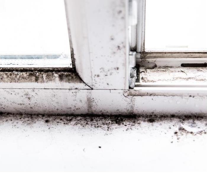 Black mold stains a white windowsill and nearby surfaces.